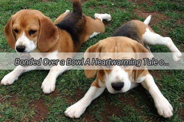 Bonded Over a Bowl A Heartwarming Tale of Love Dogs and Food